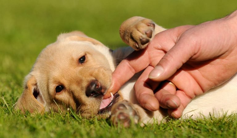 Labrador puppies clearance biting